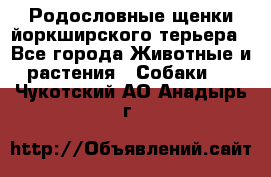 Родословные щенки йоркширского терьера - Все города Животные и растения » Собаки   . Чукотский АО,Анадырь г.